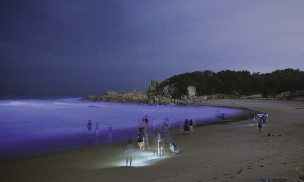 Bãi biển phát sáng xanh ở Trung Quốc